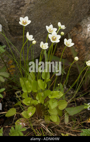 Erba di Parnaso, Parnassia palustris, in fiore Scozia Foto Stock