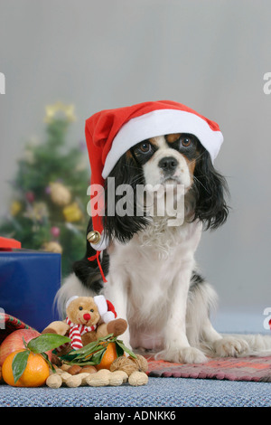 Cavalier King Charles Spaniel al tempo di Natale Foto Stock