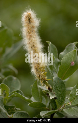 Lanosi willow (Salix lanata) close-up, Svezia, Europa Foto Stock