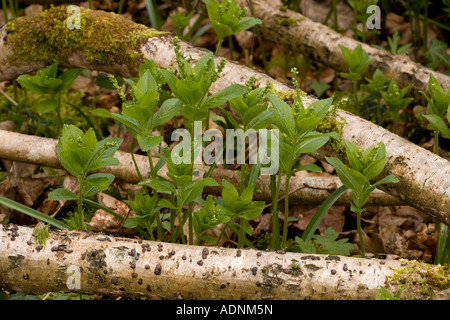 Cane al mercurio Mercurialis perennis in fiore nel bosco antico crescendo attraverso il nocciolo steli Dorset Foto Stock