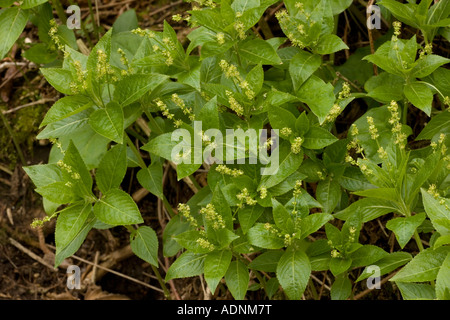 Mercurio del cane, in primavera di fiori, Mercurialis perennis, Dorset Foto Stock