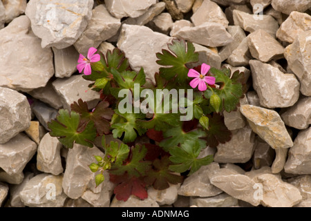 Brillante cranesbill, geranio lucido, in fiore su pietra calcarea Foto Stock