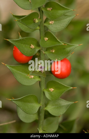 Scopa da macellaio, Ruscus aculeatus, in formiche di fiori e frutta Foto Stock