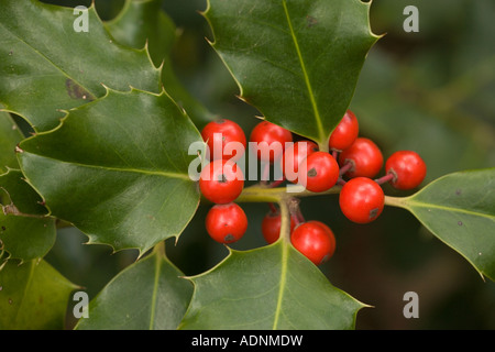 Wild holly (Ilex aquifolium) con frutti di bosco, close-up Foto Stock