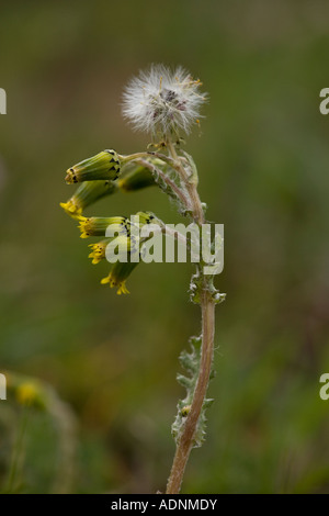 Groundsel comune in fiore e frutto Senecio vulgaris Foto Stock