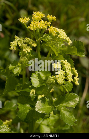 Alexanders Smyrnium olusatrum a Corfe Castle Dorset Foto Stock