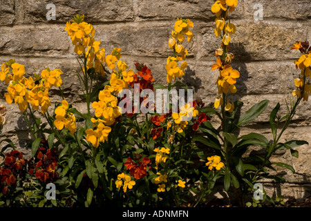 Wallflowers (Cheiranthus cheiri) cresce su una parete, Dorset, England, Regno Unito Foto Stock