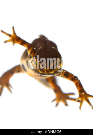 Newt liscia lissotriton vulgaris Foto Stock