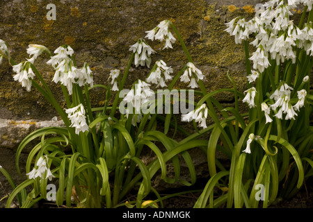 Tre porri cornerati, Allium triquetrum, ampiamente naturalizzato nel sud-ovest dell'Inghilterra Foto Stock