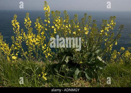 Cavolo selvatico, Brassica oleracea sulla costa del Dorset Foto Stock