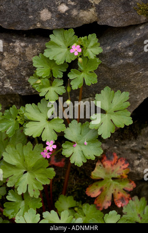 Brillante cranesbill, geranio lucido, in fiore Foto Stock