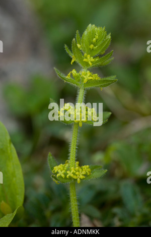 Crosswort Cruciata laevipes in fiore Foto Stock