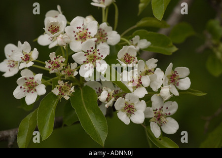 Pera selvatica, in fiore, Pyrus communis, molto raro nel Regno Unito Foto Stock