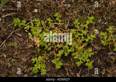 Smooth rupturewort Herniaria glabra rari nel Regno Unito Foto Stock