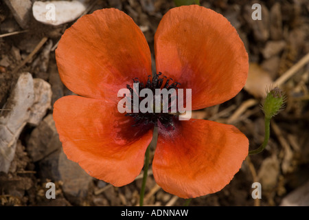 Papavero, papaver argemone, in fiore, closeup. Molto raro nel Regno Unito Foto Stock