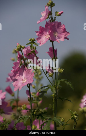 Allow tagliato lievitato, Malva alcea, crescere selvatico, primo piano Foto Stock