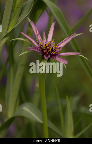 Salsefrica Tragopogon porrifolius Foto Stock