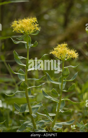 Radice di Rose Rhodiola rosea in fiore in Scozia Foto Stock