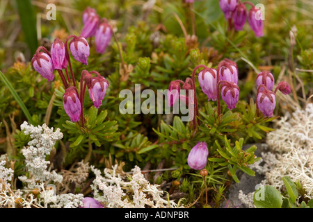 Blue heath Phyllodoce caerulea Norvegia Foto Stock