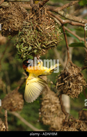 Village weaver bird Ploceus cucullatus visualizzando maschio sul suo nido per attirare una femmina di Ghana Foto Stock