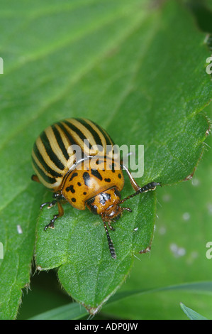 Il Colorado potato beetle pest sulla lamina Foto Stock