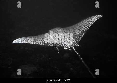 Una rara ornato Eagle Ray, Aetomylaeus vespertilio, scivola al di sopra di un profondo reef in Palau. Foto Stock
