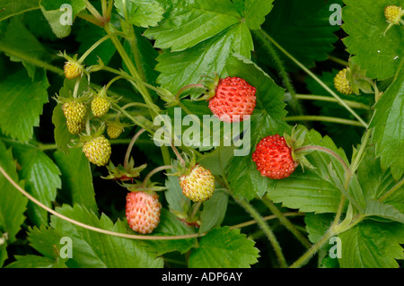 Fragole Fragaria vesca con luminosi di bacche rosse e i frutti acerbi Foto Stock