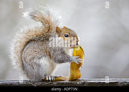 Scoiattolo grigio mangia la buccia di banana dal bidone della spazzatura a Hampstead Heath London Regno Unito Foto Stock