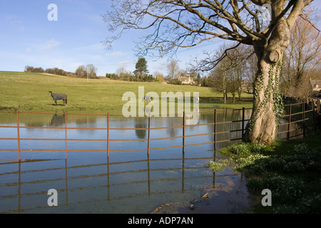 I cavalli pascolano in campo allagato in Oxfordshire Costwolds Regno Unito Foto Stock