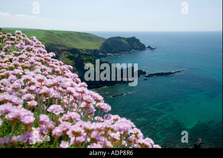 Rosa del mare sulle scogliere sul mare a Hartland Quay, Devon, Regno Unito Foto Stock