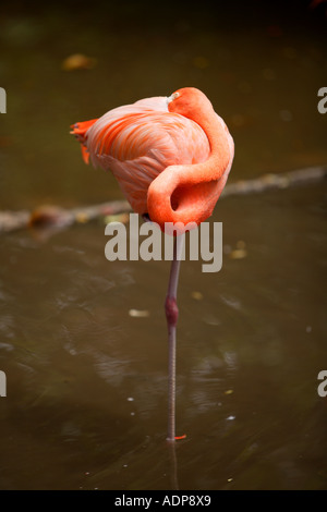 I Fenicotteri rosa a Ardastra Gardens, lo Zoo e il centro di conservazione. Nassau, New Providence, Bahamas. Foto Stock