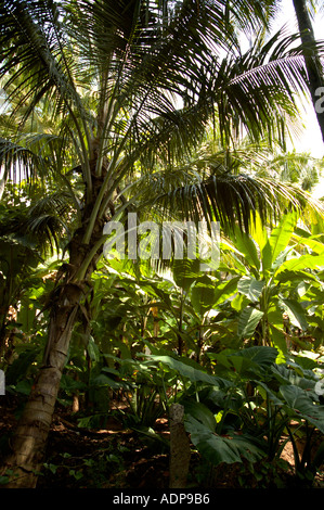 Di palme da cocco e alberi di banane in Trivandrum Thiruvananthapuram Kerala India Foto Stock