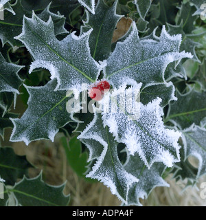 Smerigliati holly lascia con frutti di bosco Foto Stock