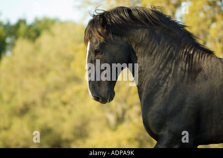 Shire progetto cavallo stallone Foto Stock