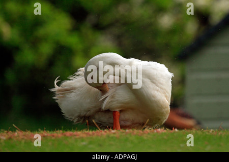 Papero pavoneggiandosi. Foto Stock