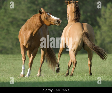 Due American Quarter Horse castrazione amici giocare nel paddock aperto Foto Stock
