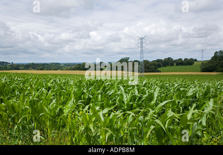 Immagine di un campo di mais che mostra fogliame verde brillante con campagna aperta e piloni sullo sfondo sotto a. cielo luminoso ma nuvoloso Foto Stock