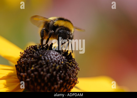 Bumble Bee, una carda comune bee (Bombus agrorum), alimentando il Black Eyed Susan Foto Stock