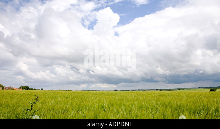 Cumulus nubi raccogliere nel campo Foto Stock