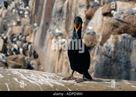 Shag chiamando, farne Islands, Northumberland, Regno Unito Foto Stock