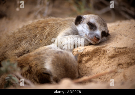 Sleeping meerkat pup (Suricata suricatta) a scavano, Northern Cape, Sud Africa Foto Stock