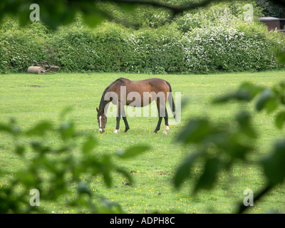 Cavallo al pascolo in un campo si vede incorniciato da foglie da una siepe. Foto Stock