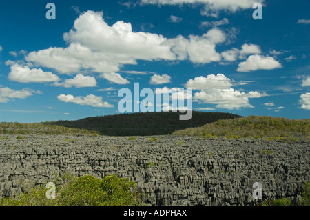 Pietra calcarea erosa orizzontale o Tsingy, Ankarana, il Parco nazionale del Madagascar settentrionale Foto Stock