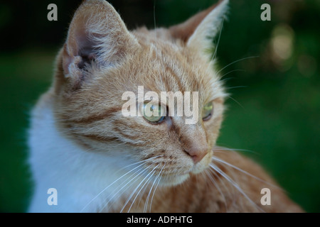 Colpo alla testa di una femmina adulta di zenzero cat (felis catus) Foto Stock