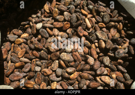Fermentato secchi Fave di cacao in un sacco nel processo di produzione del cioccolato Foto Stock