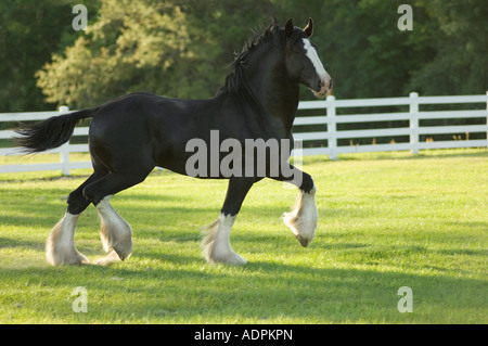 Shire progetto cavallo stallone Foto Stock