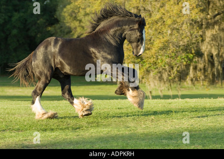 Shire progetto cavallo stallone Foto Stock