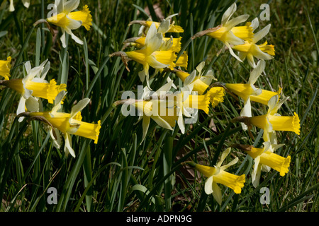 I narcisi selvatici Narcissus pseudonarcissus Gloucestershire Foto Stock