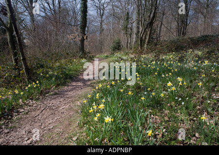 I narcisi selvatici Narcissus pseudonarcissus in grande quantità nei boschi di vecchia vicino Dymock nel Gloucestershire Shaw legno comune Foto Stock