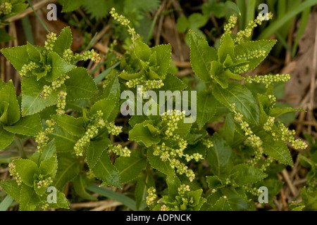 Cane s mercurio in fiore bosco vecchio impianto indicatore Mercurialis perennis Gloucs Foto Stock